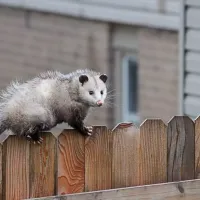 possum-on-fence